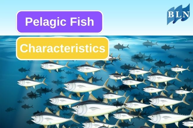 These Are 8 Pelagic Fish Unique Traits
